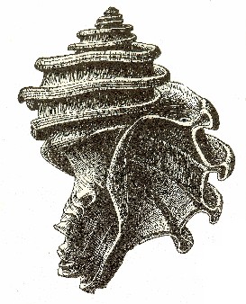 Maryland's Official State Fossil Shell: Ecphora gardnerae gardnerae Wilson