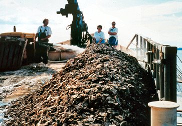 Oyster shell being washed overboard where it will settle on the bottom, making a new growing surface for oyter spat